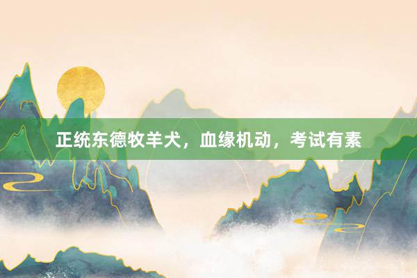 正统东德牧羊犬，血缘机动，考试有素