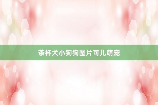 茶杯犬小狗狗图片可儿萌宠
